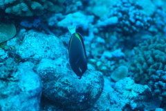 Acanthurus nigricans