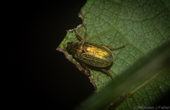 Diphucephala lineata