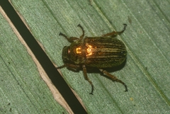 Diphucephala lineata