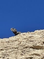 Laudakia vulgaris