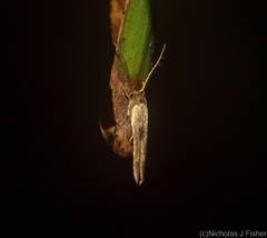 Stathmopoda rubripicta