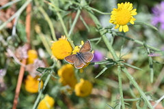 Aricia agestis