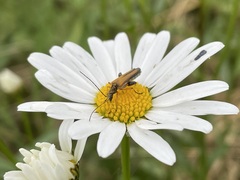 Oedemera podagrariae