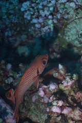 Priacanthidae