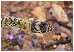 Masticophis flagellum