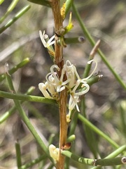 Hakea microcarpa