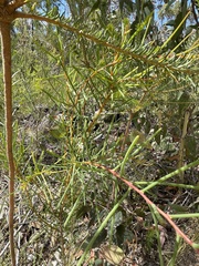 Hakea microcarpa