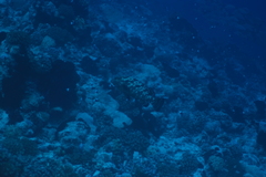 Epinephelus polyphekadion