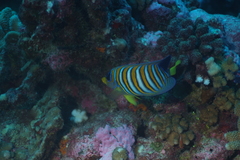 Pygoplites diacanthus