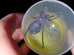 Mituliodon tarantulinus