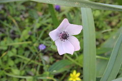 Anemone coronaria