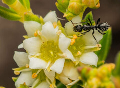 Camponotus niveosetosus