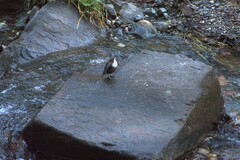 Cinclus cinclus aquaticus