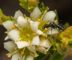 Camponotus niveosetosus