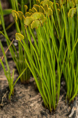 Schizaea