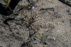 Cyanella