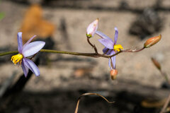 Cyanella