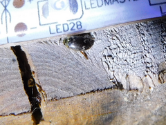 Laccophilus poecilus