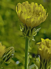 Crepis albida