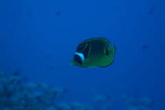 Chaetodon lunula