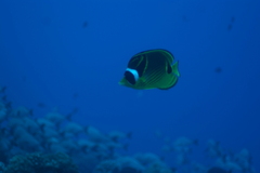Chaetodon lunula