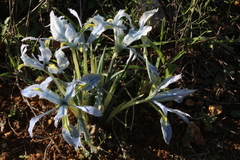 Iris vartanii