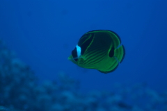 Chaetodon lunula