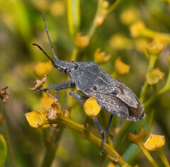Peltasticus punctatus