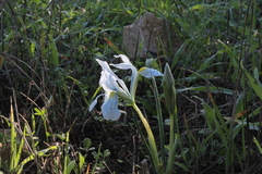 Iris vartanii