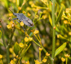 Peltasticus punctatus