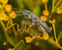 Peltasticus punctatus