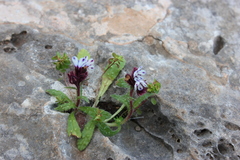 Anchusa variegata
