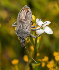 Peltasticus punctatus