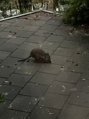 Potorous tridactylus