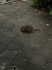 Potorous tridactylus