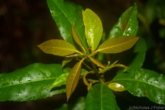 Croton verreauxii