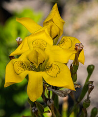 Moraea ramosissima