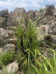 Xerophyta vallispongolana