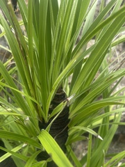 Xerophyta vallispongolana