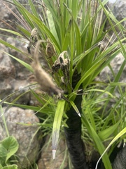 Xerophyta vallispongolana