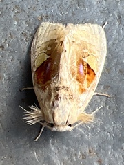 Arrhenophanes perspicilla