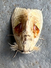 Arrhenophanes perspicilla
