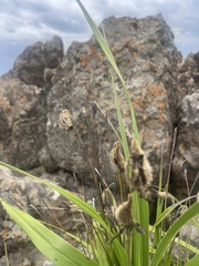 Xerophyta vallispongolana