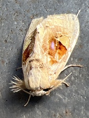 Arrhenophanes perspicilla