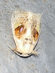 Arrhenophanes perspicilla