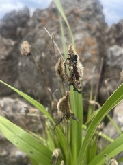 Xerophyta vallispongolana