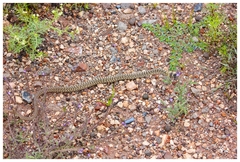 Masticophis flagellum