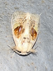 Arrhenophanes perspicilla