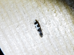 Neurothaumasia ankerella