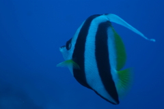 Heniochus acuminatus